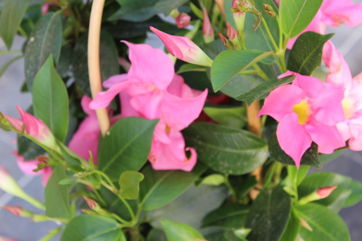 Miniature : Dipladénia double arceau H60cm