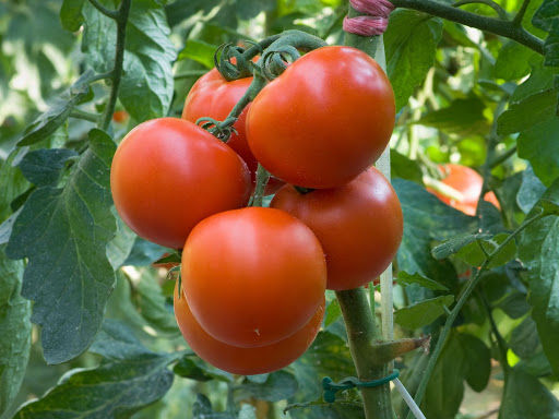 Miniature : Tomate