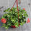 Miniature : Suspension géranium rouge