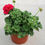 Miniature : Géranium zonal pot de 21cm