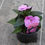 Miniature : Sunpatiens