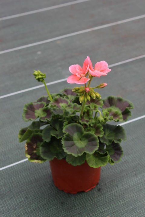 Miniature : Géranium zonal pot de 12cm