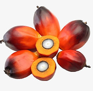 Red Palm Oil Biodiesel