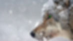 wolf-Schäferlejpg.jpg