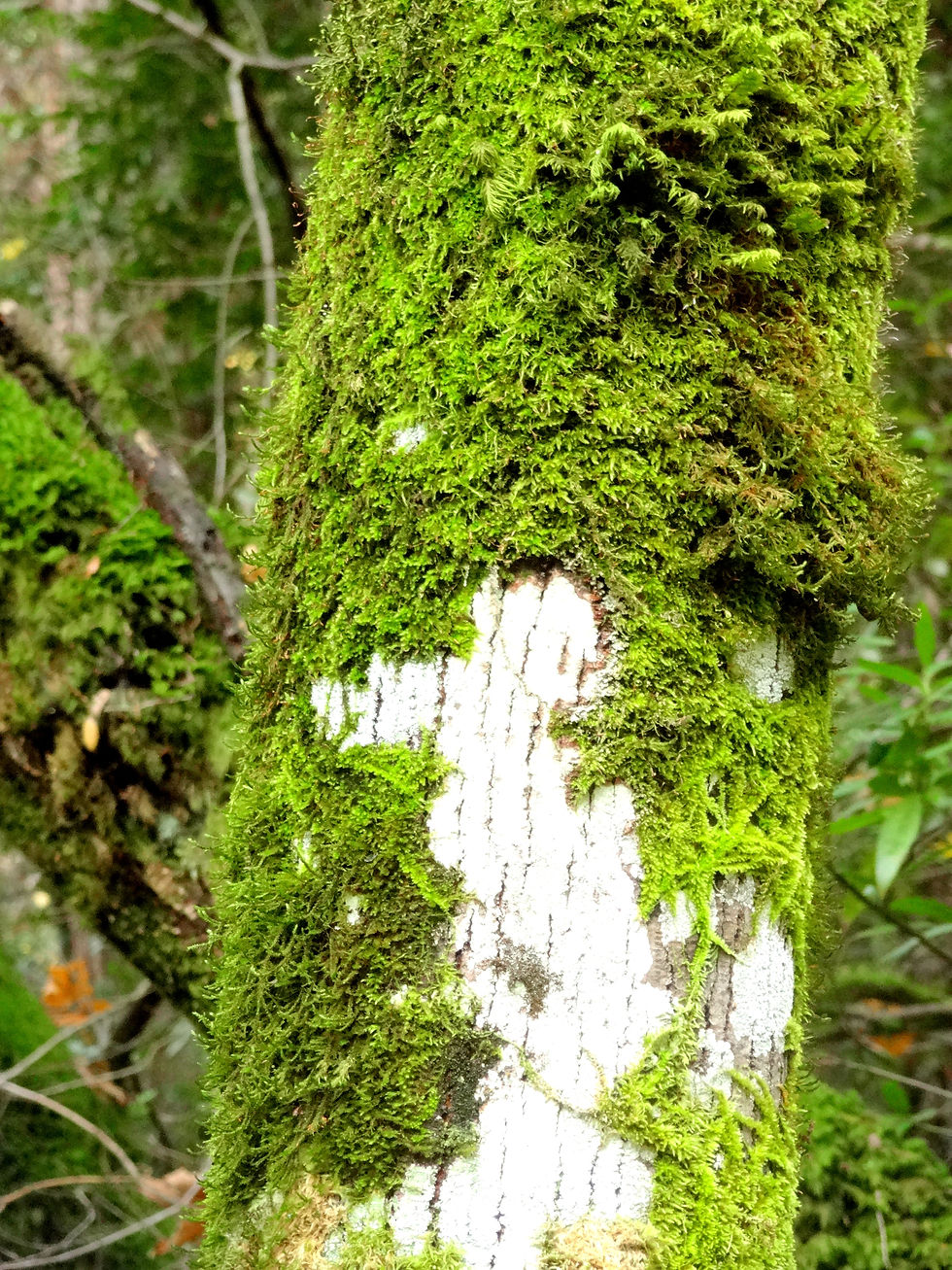 AISTrees-02.JPG