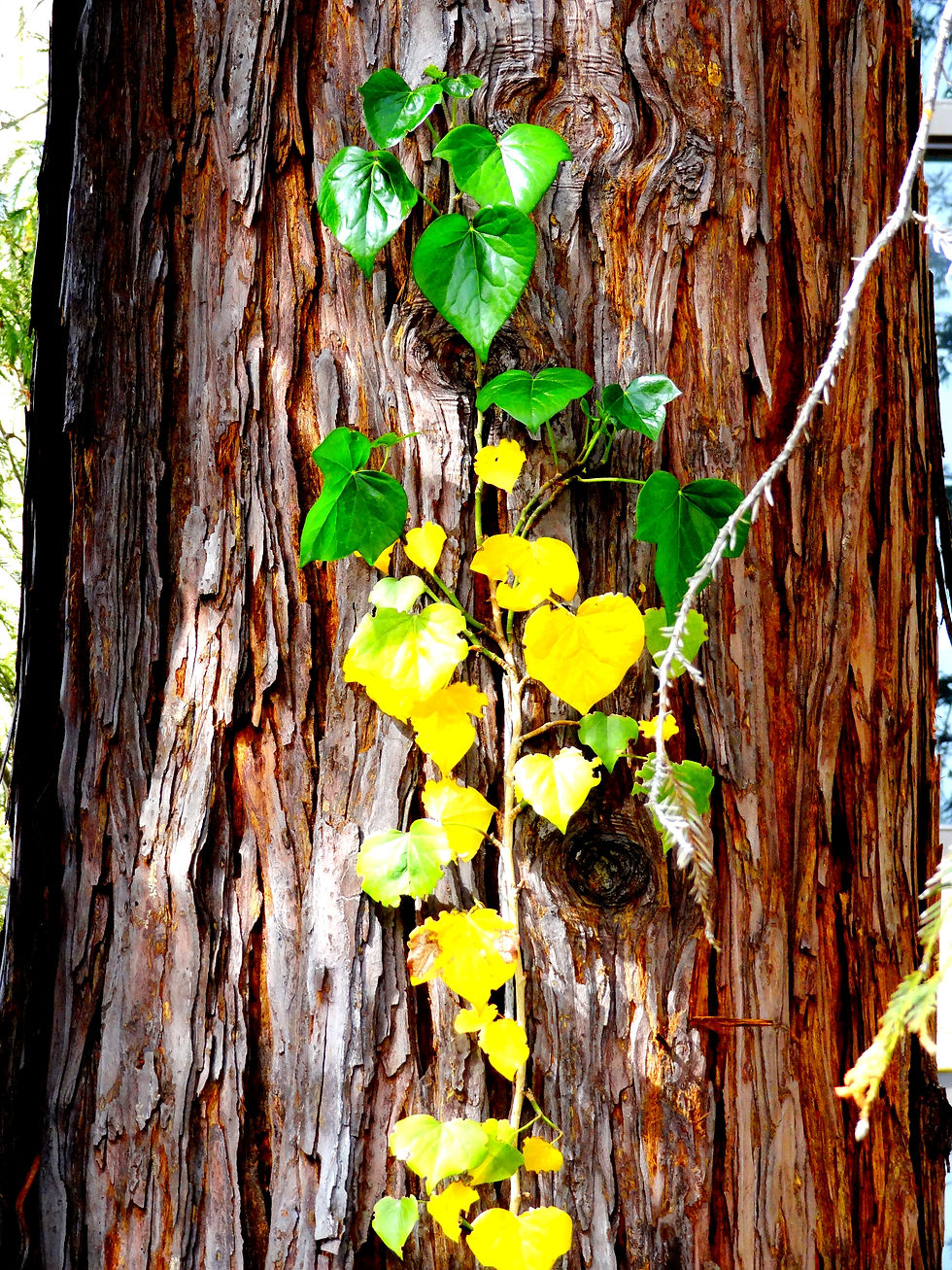 AISTrees-08.JPG