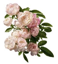 Pink%20Peonies_edited.png