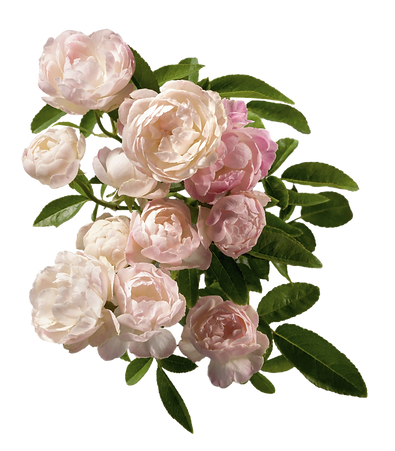 Pink%20Peonies_edited.png