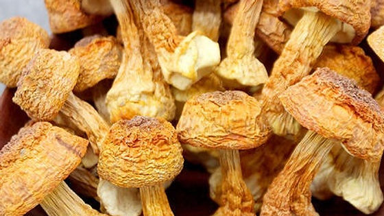 Copy of ★ M5. Half lbs Dried Agaricus | 幹姬松茸