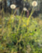 "Adorateurs du Soleil"