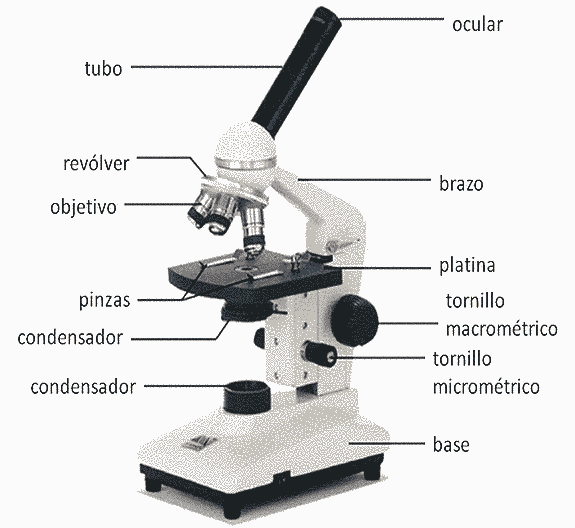 partes-microscopio.gif