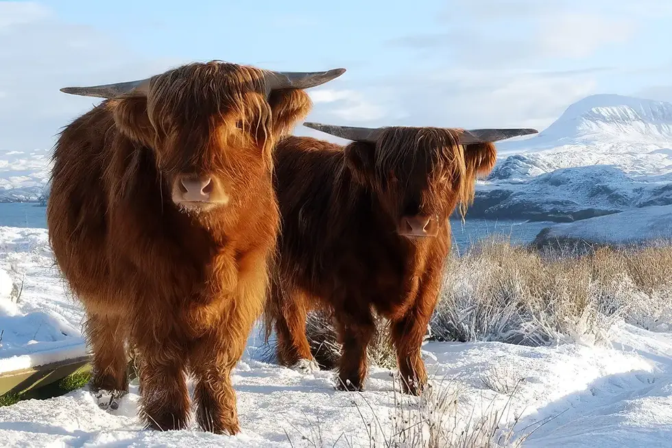 Scotland In Winter: Ultimate Guide On Best Things To Do