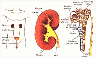 A L-Dopa é excretada por via renal na forma de metabolitos.