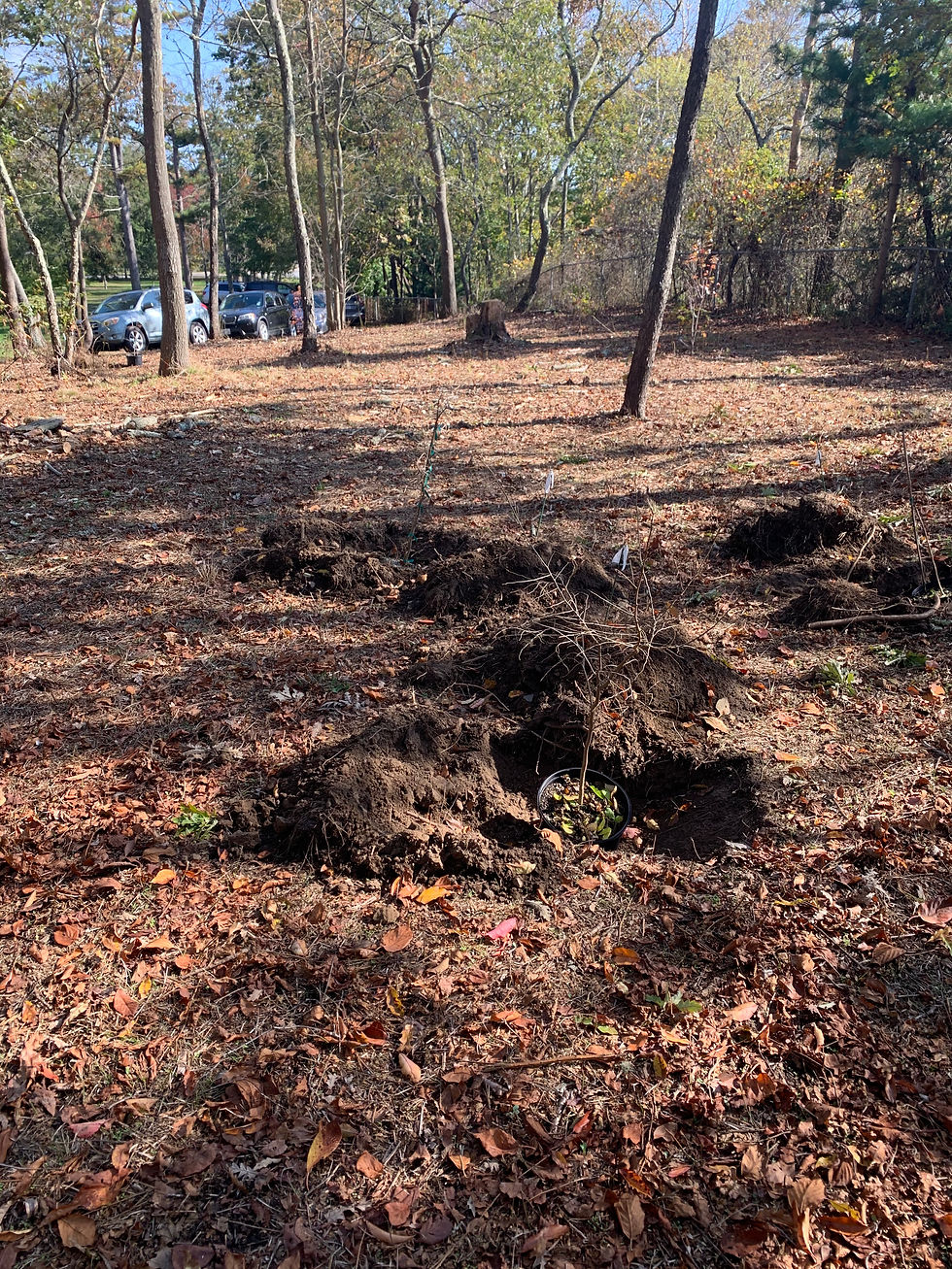 Planting Trees at Miantonomi Park