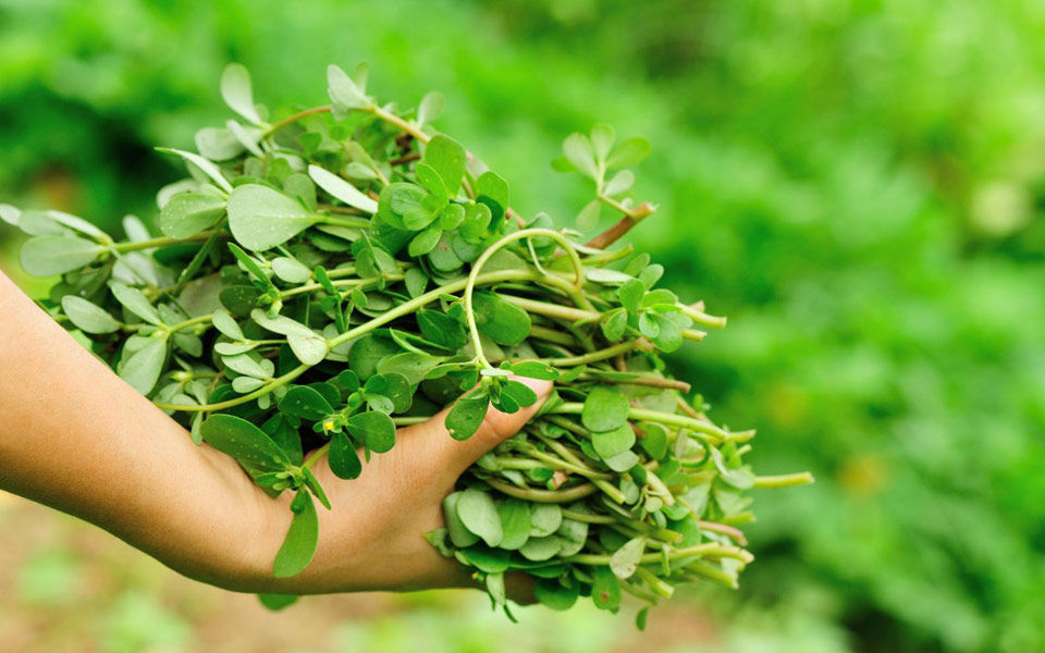 Gourmet Dining Experiences in Crete Villas: Portucala - Glistrida - Cretan herbs