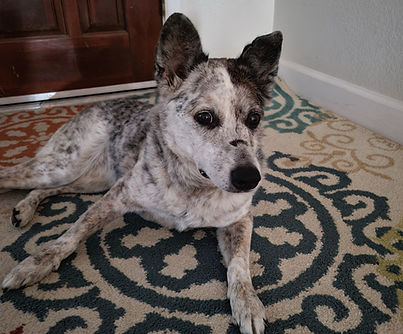 RIP Peatree Dog PHX Farm Girl Animal Sanctuary and Rescue.jpg