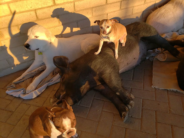 PHX Farm Girl Dog Page Image 2