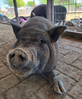 Bug Pig Rescue Animal Sanctuary PHX Farm Girl.jpg