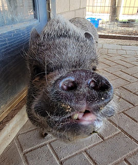 Gomie Pig PHX Farm Girl Animal Sanctuary Rescue.jpg