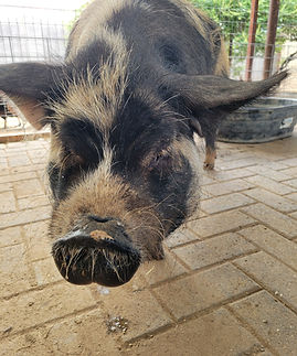 Dottie PHX Farm Girl Pig Farm Animal Rescue Sanctuary.jpg