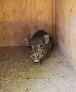 Meet Marty Pig_edited.jpg