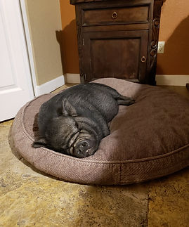 Bozz RIP PHX Farm Girl Animal Sanctuary Rescue.jpg