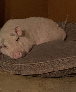 Pinkerton RIP Meet the Pigs.jpg