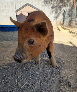 Meet Big Ed PHX Farm Girl