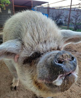 Jimmy Pig PHX Farm Girl Animal Sanctuary Rescue.jpg