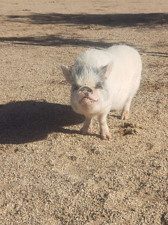 Rizzo Pig PHX Farm Girl Animal Sanctuary Rescue.jpg