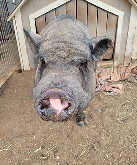 Dino PHX Farm Girl Farm Animal Rescue Sanctuary.jpg