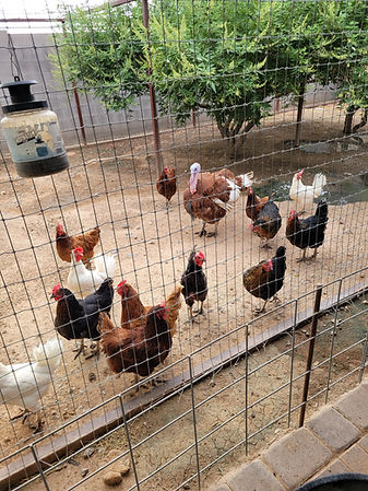 The Girls Chickens at PHX Farm Girl