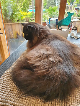 WhatsApp Image 2024-11-01 at 15.10.10.jpeg