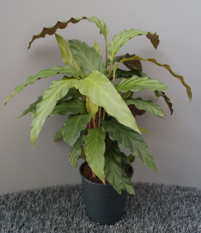C52P12H35_losse-plant.jpg