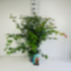 Thumbnail: Acer palmatum C10
