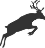 Wildlife.png