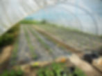 Tomates en serre