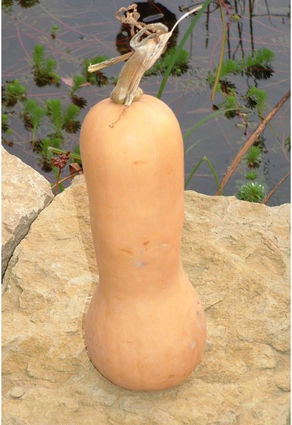 Courge Butternut farcie