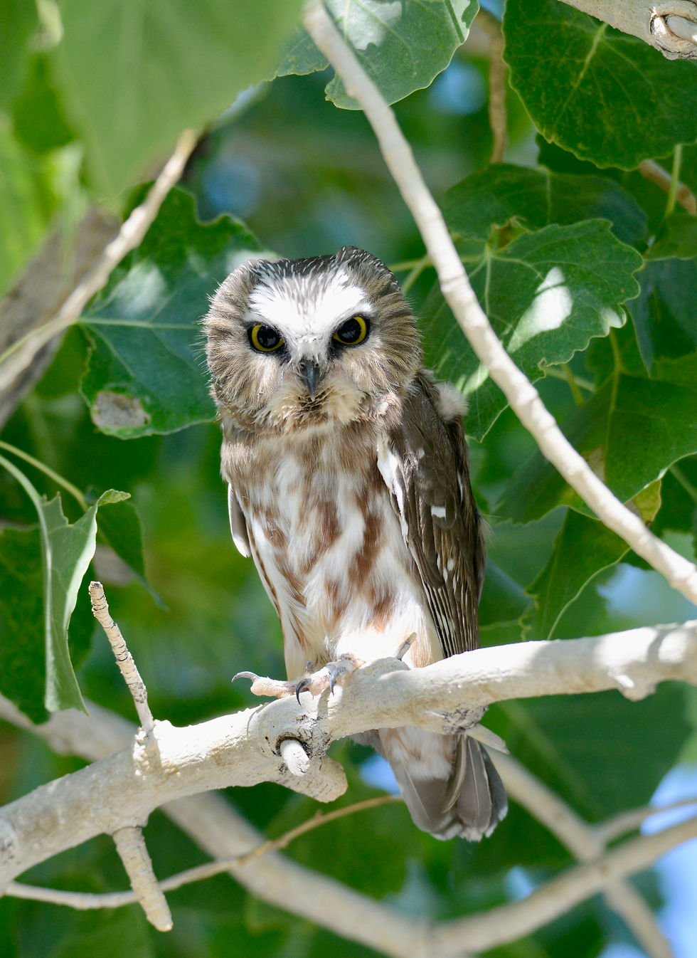 A Northern Saw-whet Owl