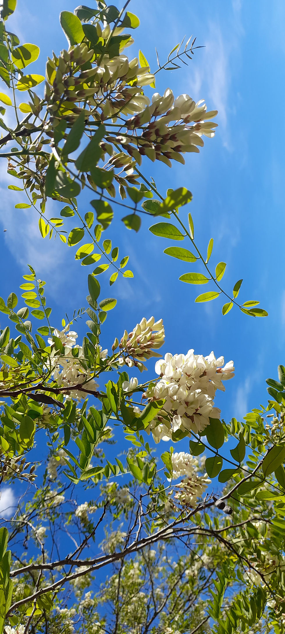 Thumbnail: Botanicals - Blanc Classique
