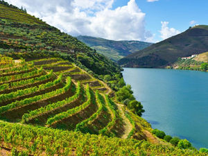 Campervan Road Trip for Harvest Season: Wine, Olives, and Local Delights