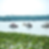 Calacatta Izaro MSI Crop (23).png