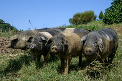 Happy organic free range pigs
