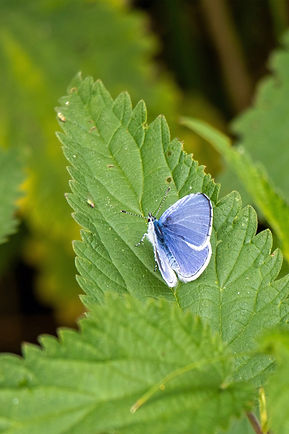 kleiner blauer Schmetterling.jpg