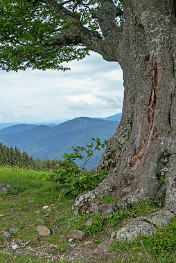 Schwarzwald, schöner Baumstamm.jpg