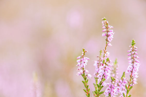blühende Heide.jpg
