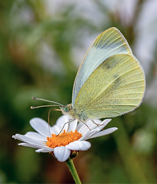 hellgrüner, Schmetterling_edited_edited.