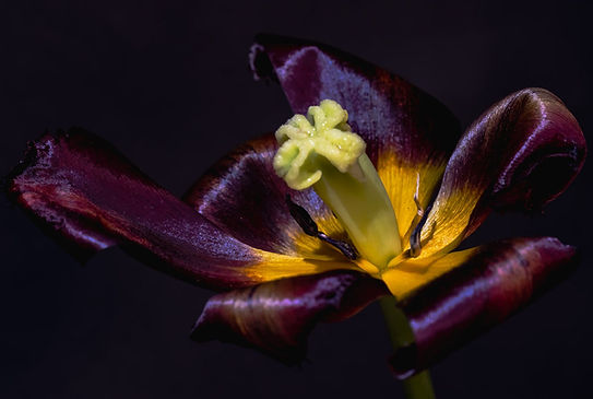 Frühling (28).jpg