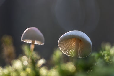 2022.10.10 Pilze im Gegenlicht 2.jpg