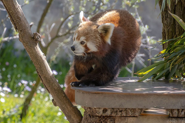 Zoo Karlsruhe Roter Panda 2.jpg